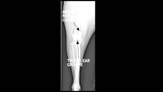 Medial Patella Luxation discussed by Dr Bauer [upl. by Nirel]