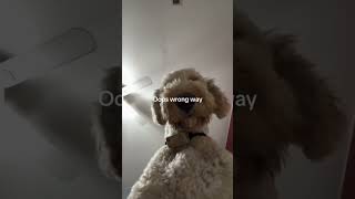 Normalize this goldendoodle viralvideo fyp funny subscribe [upl. by Yhtrod]