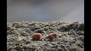 Time Lapse Video Germination of Seed [upl. by Ainedrag508]