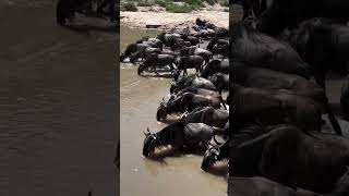 Grumeti river Serengeti national Park Tanzania [upl. by Prichard]