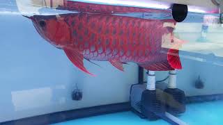 漂亮的 亞洲紅龍  泰國 曼谷水族街😊😉 Super Red Asian Arowana  Scleropages formosus [upl. by Eseneg]