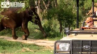 Elephant FAIL at Madikwe Game Reserve 2014 Safari Ellies heavy fall [upl. by Uhayile452]