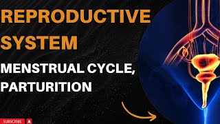 Reproductive System Human Anatomy and Physiology  reproduction  Menstrual Cycle [upl. by Annodal]