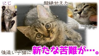 ND503【子猫】超絶甘えた後追い子猫に新たな苦難が…。【保護猫】 [upl. by Orvah]