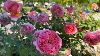 Boscobel David Austin Rose May 2024 [upl. by Neddra]