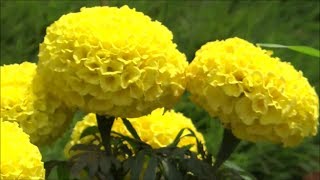 Beautiful Flowers  Tagetes Erecta  African Marigold Yellow Color [upl. by Quartana]