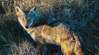 Port Aransas residents see increased coyote sightings as city construction grows [upl. by Connors579]