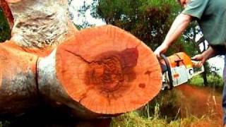 STIHL MS880 36 bar Redgum MPG [upl. by Etnuhs28]