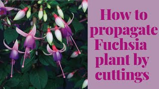 Grow Fuchsia plants for free  How to propagate Fuchsia plant by stem cuttings Part 1 [upl. by Gytle]