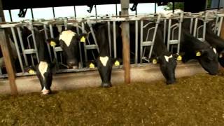 Dairy Farming Documentary [upl. by Ambrosi]