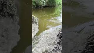 Beaver Dam Collapse in Drain Canal beaverdam damburst asmr dam [upl. by Pittman]