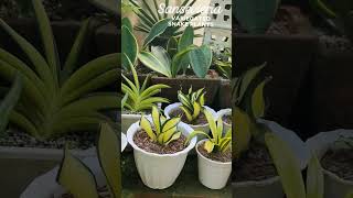 Beautiful Plant Collections of Variegated Sansevieria Snake Plants plants hermiesonajo shorts [upl. by Eidak377]