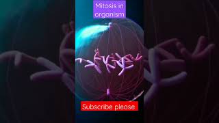 mitosis 3d animation  Phase of mitosis  cell cycle and cell division mitosis and meiosis shorts [upl. by Macilroy]