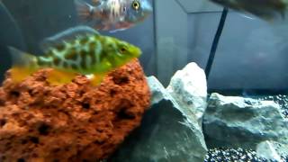 My new nimbochromis venustus maleorfemale African Cichlid [upl. by Ativoj]