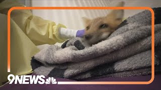 Red fox survives after being shot through neck with arrow [upl. by Cruce338]