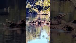 Wild Otters in Colusa Ca JerryBrownTravels animalplanet discovery wildlife otter fun [upl. by Lenwood650]