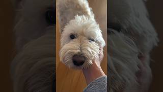 Did my miniature goldendoodle miss me Havent seen Teddy in 6 weeks [upl. by Adolpho]