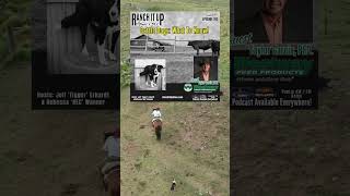 How To Work Cattle With Dogs shorts [upl. by Assirralc]