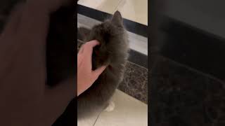 🐈‍⬛❤️ Cute neighbour Domi 🐭🐱❤️😂 cat cats furry love pets purr catnip fun funny meow cute [upl. by Aggappera]