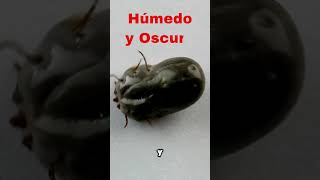 🛑Aquí se REPRODUCEN las GARRAPATAS en tu HOGAR [upl. by Hector]