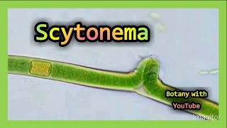 Scytonema botanywithyoutube [upl. by Neleb]