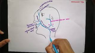 Veins of faceDangerous area of face [upl. by Bobette]