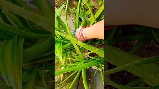 Aloe vera juice at home [upl. by Haymes]