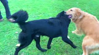 Bhotiya Or Golden Retriever  Who is Better   Bhotiya Dog  BROphy The Dog  Vlog  59 [upl. by Derraj]