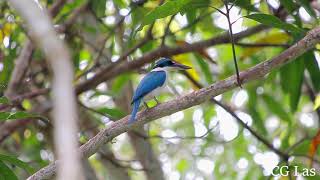 White Collared Kingfisher Philippines [upl. by Nnylyram]