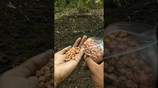 Sowed pea seeds in the garden today nature farming gardening shorts [upl. by Draneb822]