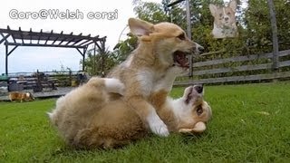 Rocky Puppies  cute corgi puppies on grass  GoroWelsh corgi channel コーギー子犬 [upl. by Livingston]