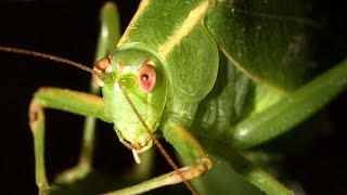 Katydid Caedicia simplex [upl. by Onibas839]