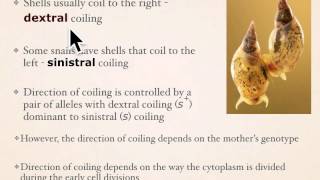 Genetics A Conceptual Approach Chapter 5 pt 2 [upl. by Trutko]