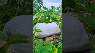 Very Beautiful green chilis farming birijal farming harvesting shorts shorts video 👌😁💘 [upl. by Nomolos]