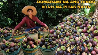 PAMIMITAS NG MANGOSTEEN NAKA 80 KILOS NA TAYO DUMARAMI NA ANG HINOG [upl. by Akisey]