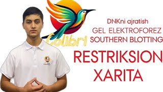 Colibri Team  Restriksion xarita tuzish Colibriteam restriksionxarita southernblot genetika [upl. by Sage159]