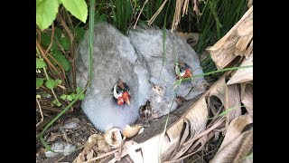 Little Guinea Fowl Keets Hatching In Our Food Forest [upl. by Haerdna670]