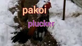 MA pakoy plucker 2018 [upl. by Nauwaj]