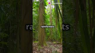 How Biomes Shape Our World 🌍 facts biomes world nature biospheres naturalhabitat [upl. by Suiram]