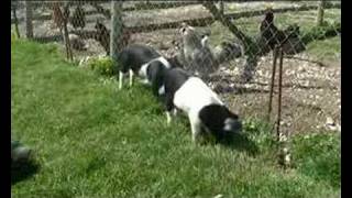 Cholderton Rare Breeds Farm Park Wiltshire Piglets [upl. by Alleuqram]