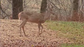 Roughly 2500 deer killed by Epizootic Hemorrhagic Disease in secondbiggest outbreak since 2012 [upl. by Selle133]