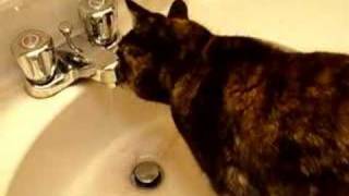 Tortie cat drinking from faucet [upl. by Colinson]