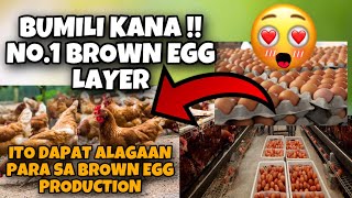 ANG NO1 BROWN EGG PRODUCTION NA FREE RANGE CHICKEN BROWN DEKALB Ito dapat bilhin mo [upl. by Hertberg350]