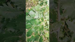 Honeydew oak lobes leaves [upl. by Nwahsirhc356]