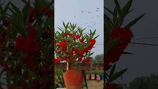 balsam flowers plantgardening youtubeshorts balsam [upl. by Sower863]