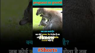 pregnant and gravid knowledge motivation shortvideo facts short viralvideo shortsfeed [upl. by Nnaynaffit]