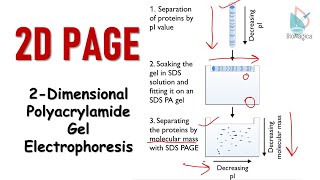 2D polyacrylamide gel electrophoresis  2D PAGE [upl. by Iolanthe]