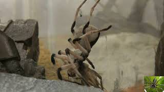 Israeli Desert Huntsman Spider Eating Cricket Cerbalus Aravaensis [upl. by Enitsej]