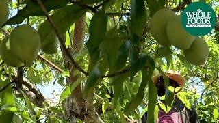 Whole Trade® Guarantee  Haitian Francis Mangoes  The Sweetest Mango [upl. by Saied]