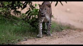 Dominant Leopard in Wilpattu National Park [upl. by Hans]